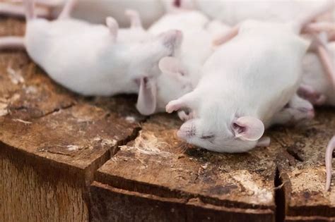 Canadian pest control provides safe and effective insect, rodent and unwanted wildlife, pest control services in kakabeka falls and surrounding areas. Best Exterminators in Perth | Animals for kids, Rat pest ...
