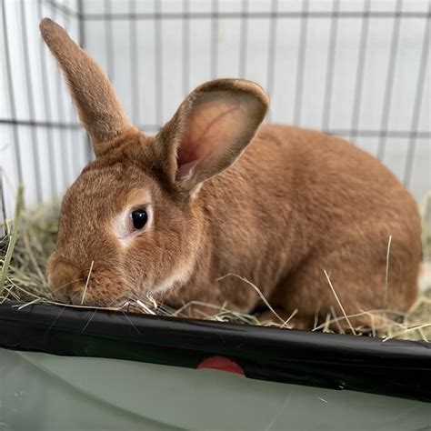Savvy Is Available For Adoption At Georgia House Rabbit Society