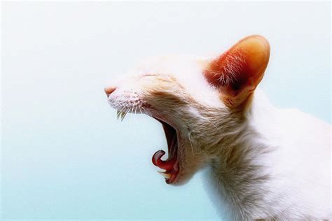 Screaming Cat Funny Poster My Hot Posters