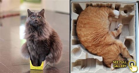 25 Funny Photos Showing Cats Can Fit Almost Anywhere Bouncy Mustard