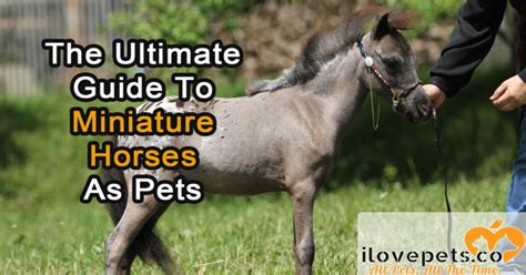 The Ultimate Guide To Miniature Horses As Pets