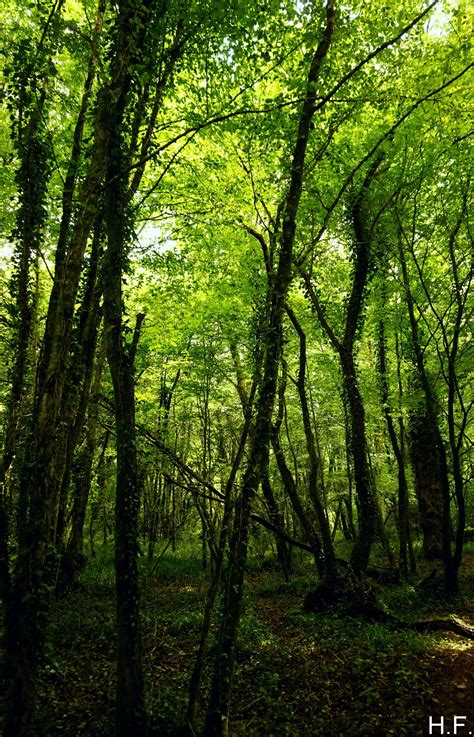 And the forests will echo with laughter. - The Things I've Seen - A