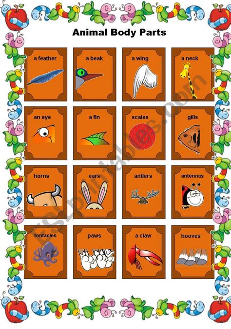 Animal Body Parts Esl Worksheet By Ingela