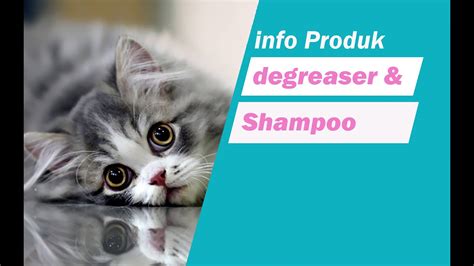 Info Produk Shampoo Dan Degreaser Untuk Memandikan Kucing Youtube