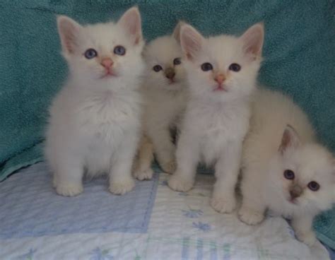 Male And Female Birman Kittens For Adoption Offer