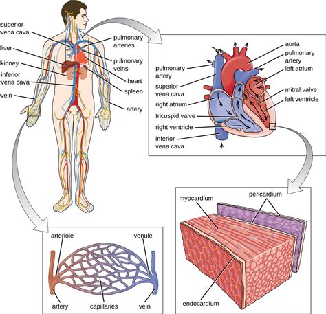 Anatomy Of The Circulatory And Lymphatic Systems Microbiology Health And Disease Study Guides