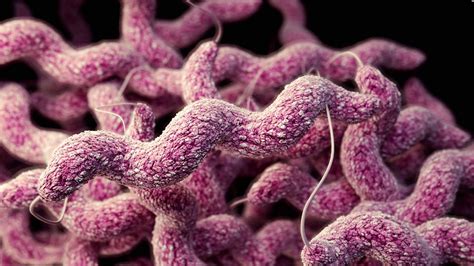 Infezione Da Campylobacter Cause Sintomi E Terapie Sanioggiit