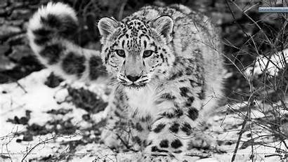 Leopard Snow Wallpapers Desktop Animal Leopards Leapord