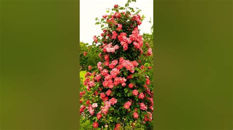 Pink Climbing Roses 🌹 Youtube