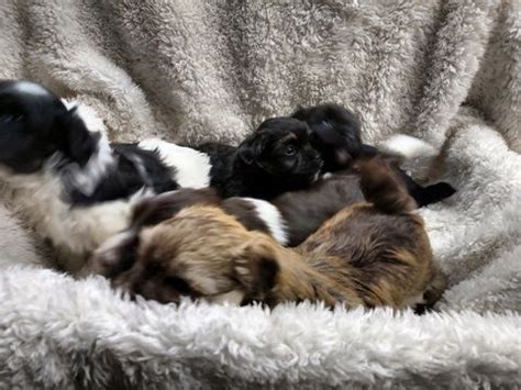 Also known as havana silks, the havanese are gentle, playful, and affectionate dogs. Litter of 5 Havanese puppies for sale in WINSTON SALEM, NC ...
