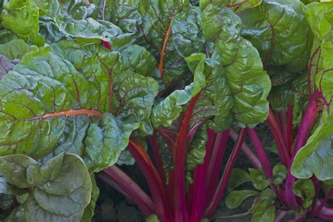 Swiss Chard Is A Fast Growing Beautiful Leafy Vegetable That Can