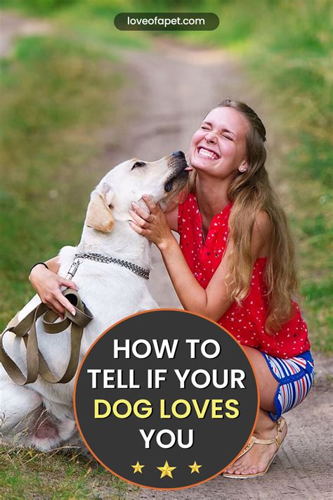 How To Tell If Your Dog Loves You 10 Signs Love Of A Pet In 2021