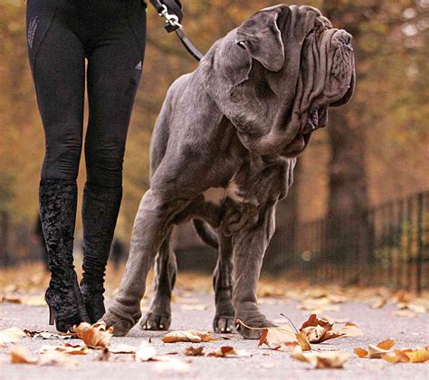 Biggest Dog Breed In The World