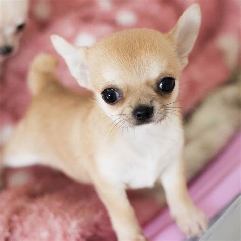 Indian spitz is perhaps one of cheapest dog breed in india. Teacup Chihuahua Price In India