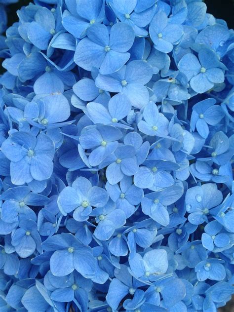 Blue Flower Aesthetic Wallpaper ~ Best 4 Empat