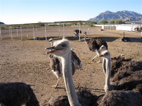 Rooster Cogburn Ostrich Ranch Picacho 2018 All You Need To Know