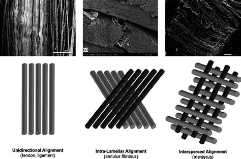 Here you can explore hq tendon transparent illustrations, icons and clipart with filter setting like polish your personal project or design with these tendon transparent png images, make it even. Fiber organization in dense connective tissues. Most ...