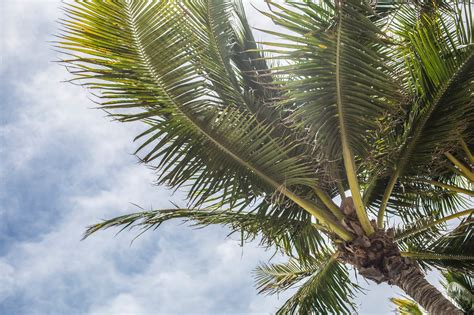 Perhaps most impressive, only $2.1 million of that $52 million came from a traditional crowdfunding site, kickstarter. How Much Does it Cost to Take Down a Palm Tree in 2021 ...