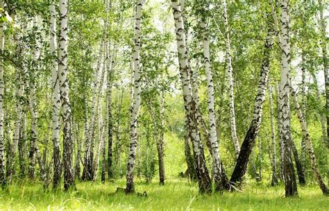 Quels sont les symptômes et les possibilités de traitement ? Allergies : une semaine de bouleau à craindre