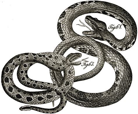 On the flip side, one of the most magnificent furthermore, snakes that possess venom use it to kill and subdue their preys and less commonly for. Vintage Snakes Picture! - The Graphics Fairy