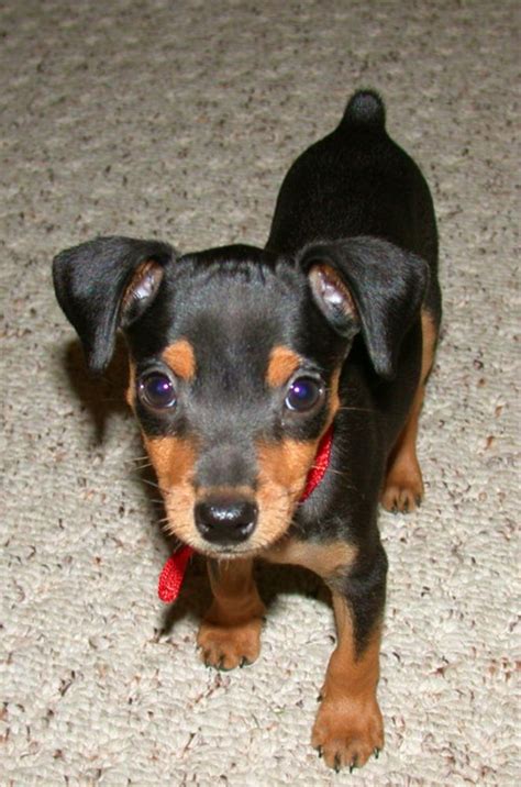 See full list on dobermanplanet.com Pin by Amanda Sternard on house | Cute puppies, Cute ...