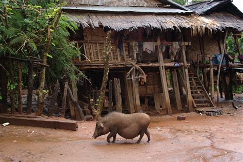 Village Life Akha Hill Tribe Village Near Muang Sing Lao Nomad