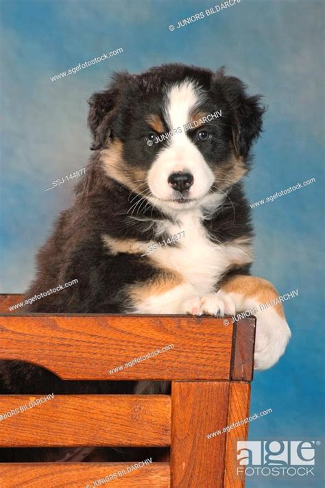 Australian Shepherd Puppy Sitting In Chest Stock Photo Picture And