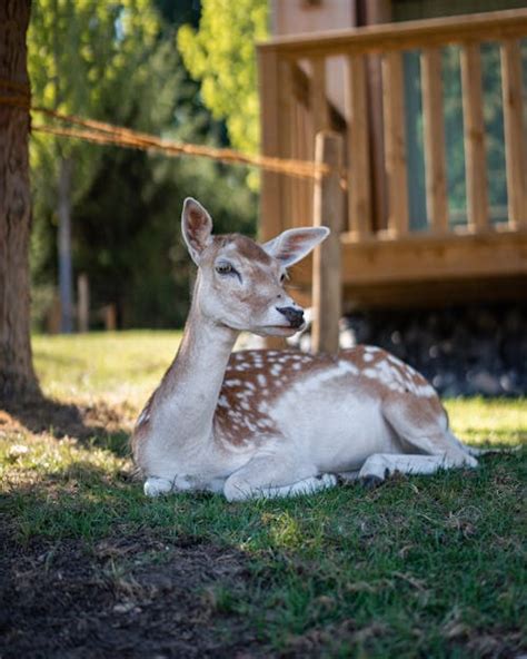 Baby Deer Photos Download The Best Free Baby Deer Stock Photos And Hd Images