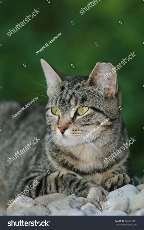 A Feral Cat Showing A Clipped Ear Which Signifies Being Spayed Or