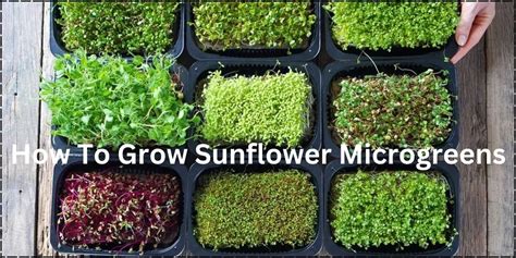 How To Grow Sunflower Microgreens Your Garden Land