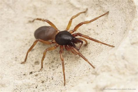 Animales vertebrados e invertebrados | Flashcards