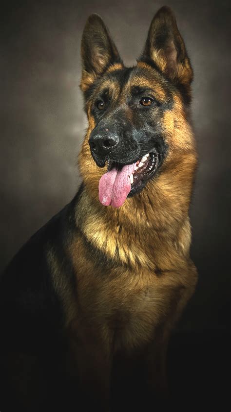 Dog German Shepherd Wallpapers 73 Images