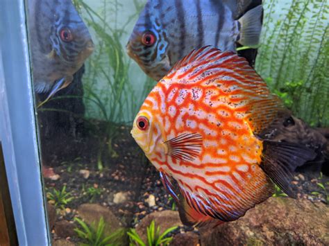 Discus For Sale Entire Planted Tank Livestock Austin Reef Club