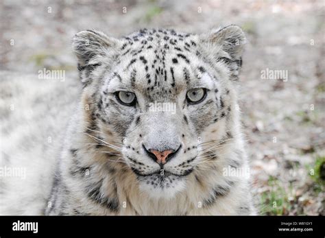 Male Snow Leopard Gazing Into Camera Stock Photo Alamy