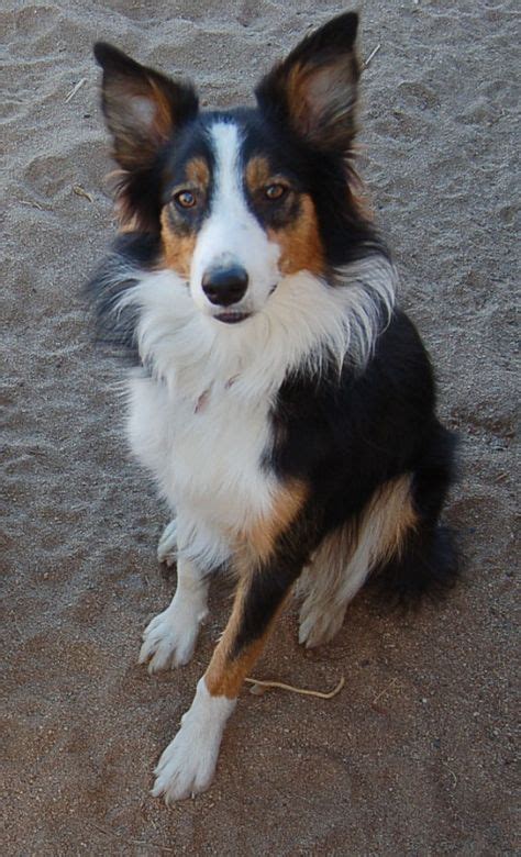 The Black And Tan Color In The Wavy Coated Retriever Landrace With