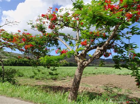 Ontworpen om je droog te houden. Martinique-Europa in der Karibik - Gabriela auf Reisen ...