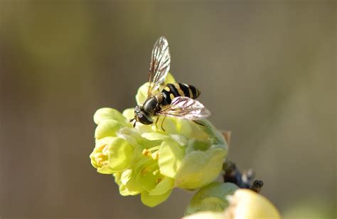 Urban Wildlife Guide Flower Flies