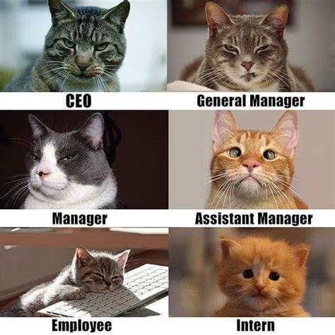 Corporate Cats Catswithjobs