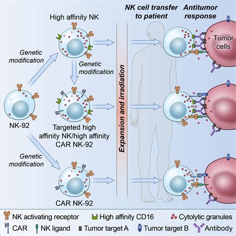 The Emerging Role Of Off The Shelf Engineered Natural Killer Cells In