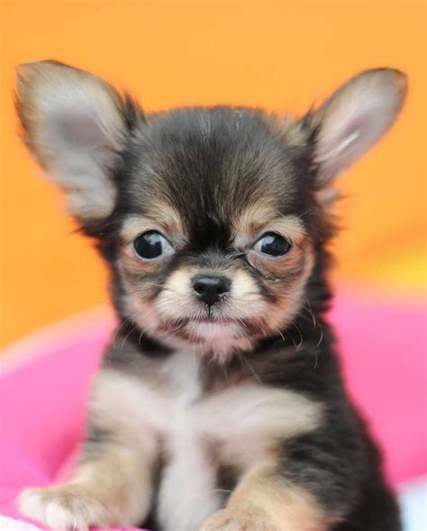 Pictures Of Chihuahuas Find The Cutest Ones Here Chihuahua Puppies