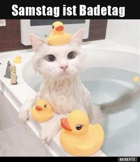 Samstag Ist Badetag Lustig Katzensprüche Seltsame Katzen