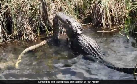 Video In Terrifying Alligator Vs Python Fight The Winner Is