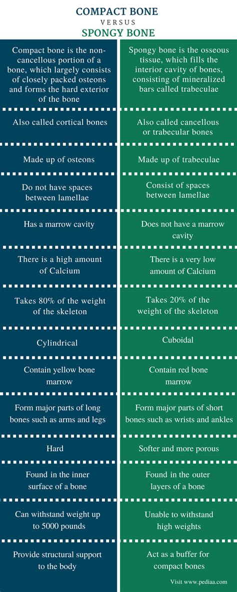 Difference Between Compact And Spongy Bone Definition Features Function