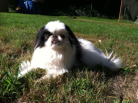Enzo In The Grass Japanese Chin Enzo Shih Tzu Cute Puppies Grass