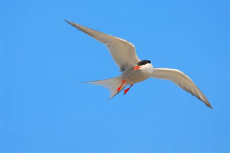 Common Tern Birdwatch Ireland