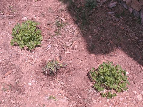 I've met countless gardeners with gopher issues and faced the same problems countless times myself. Colorado Mountain Gardener: Voles or pocket gophers ...