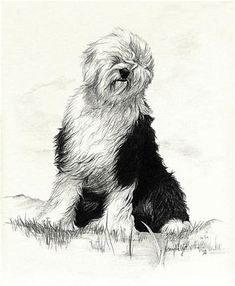 Old English Sheepdog Drawing By Nancy Hilgert Fine Art America