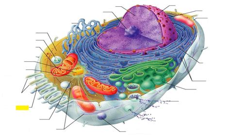 They are spherical vesicles that contain hydrolytic enzymes that can break down many kinds of biomolecules. Cell Structure - Science Bsc2085c with Erkes at Polk State ...
