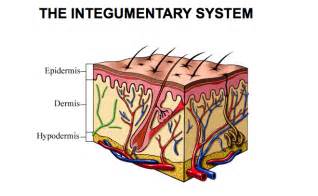Integumentary All About Anatomy And Physiology
