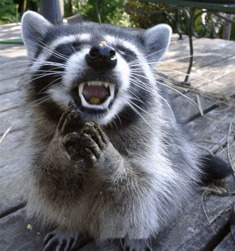 34 Awkward Animals That Thought No One Was Looking Raccoon Funny